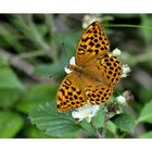 Argynnis paphia - Kaisermantel