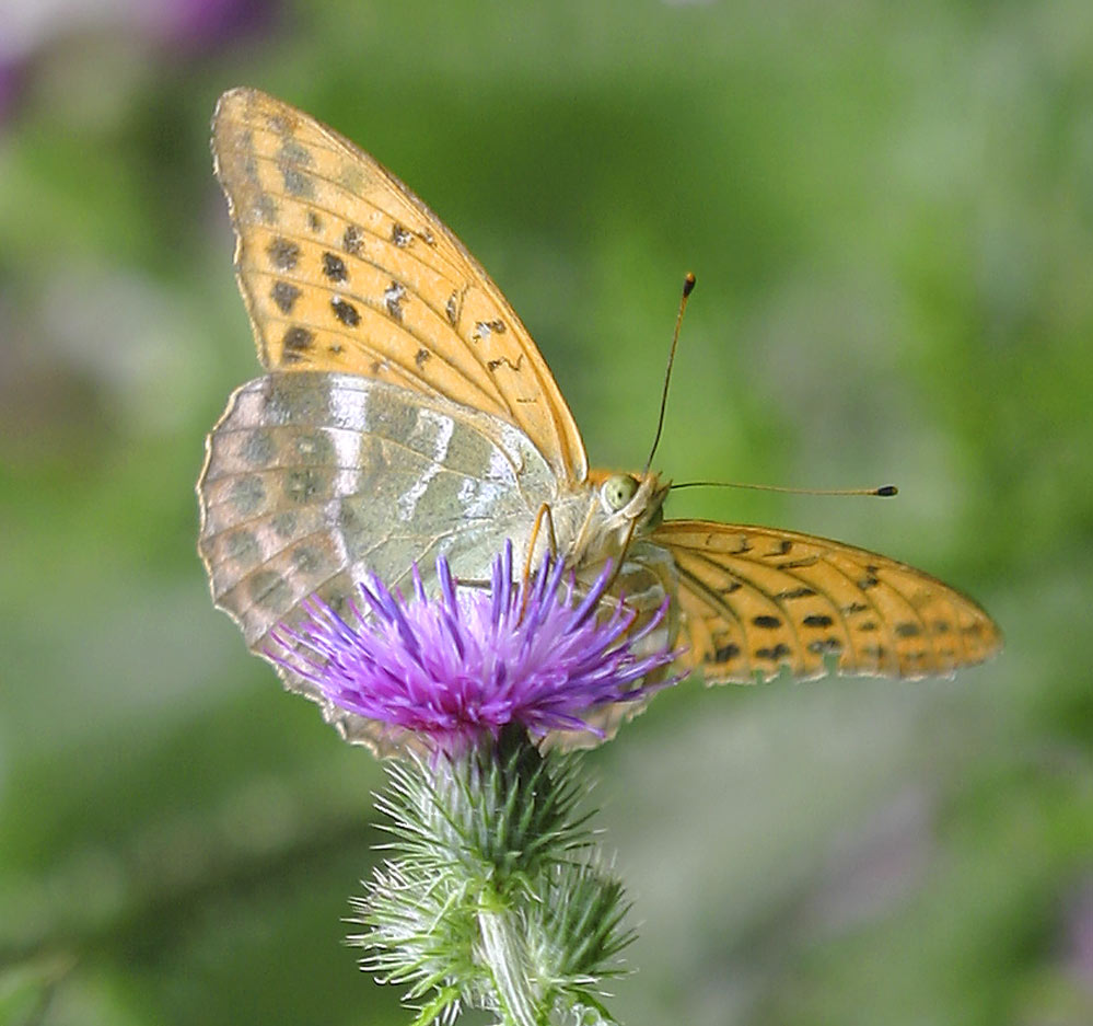 Argynnis paphia - Kaisermantel