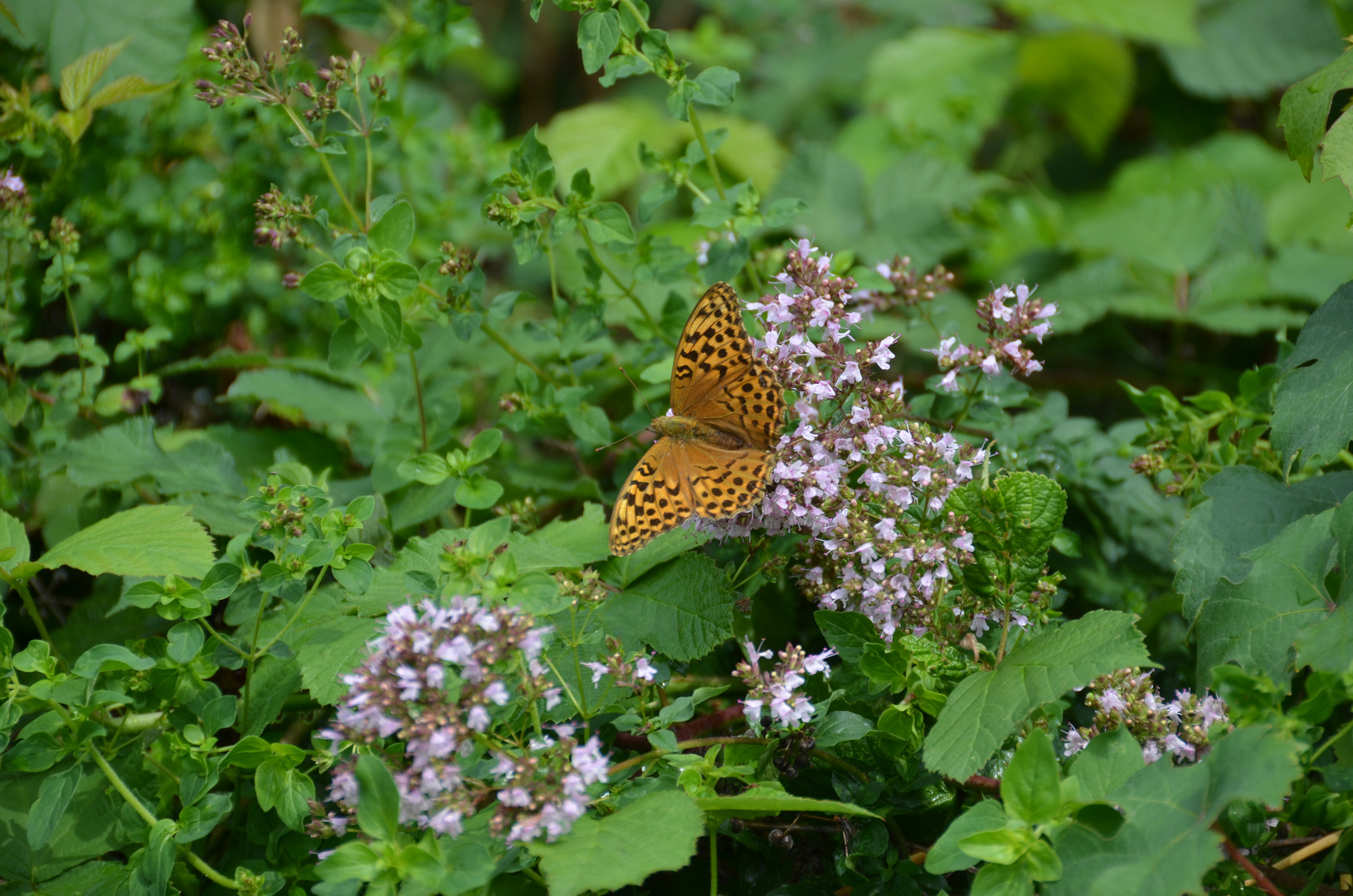 Argynnis paphia - Kaisermantel