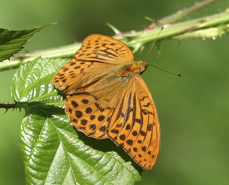 Argynnis paphia - Kaisermantel -männchen