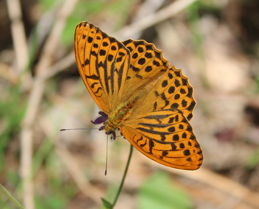 Argynnis paphia- Kaisermantel  Männchen 