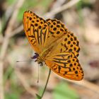 Argynnis paphia- Kaisermantel  Männchen 