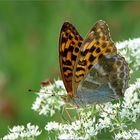 Argynnis paphia (w)