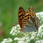 Argynnis paphia (w)