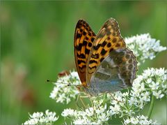 Argynnis paphia (w)