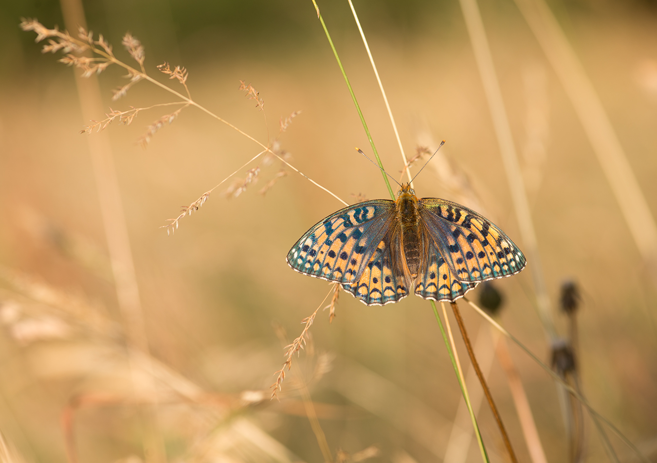 Argynnis... Schillervariante... aber welche...?