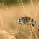 Argynnis... Schillervariante... aber welche...?