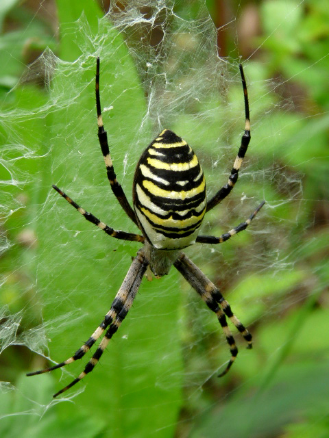 Argyope bruennichi