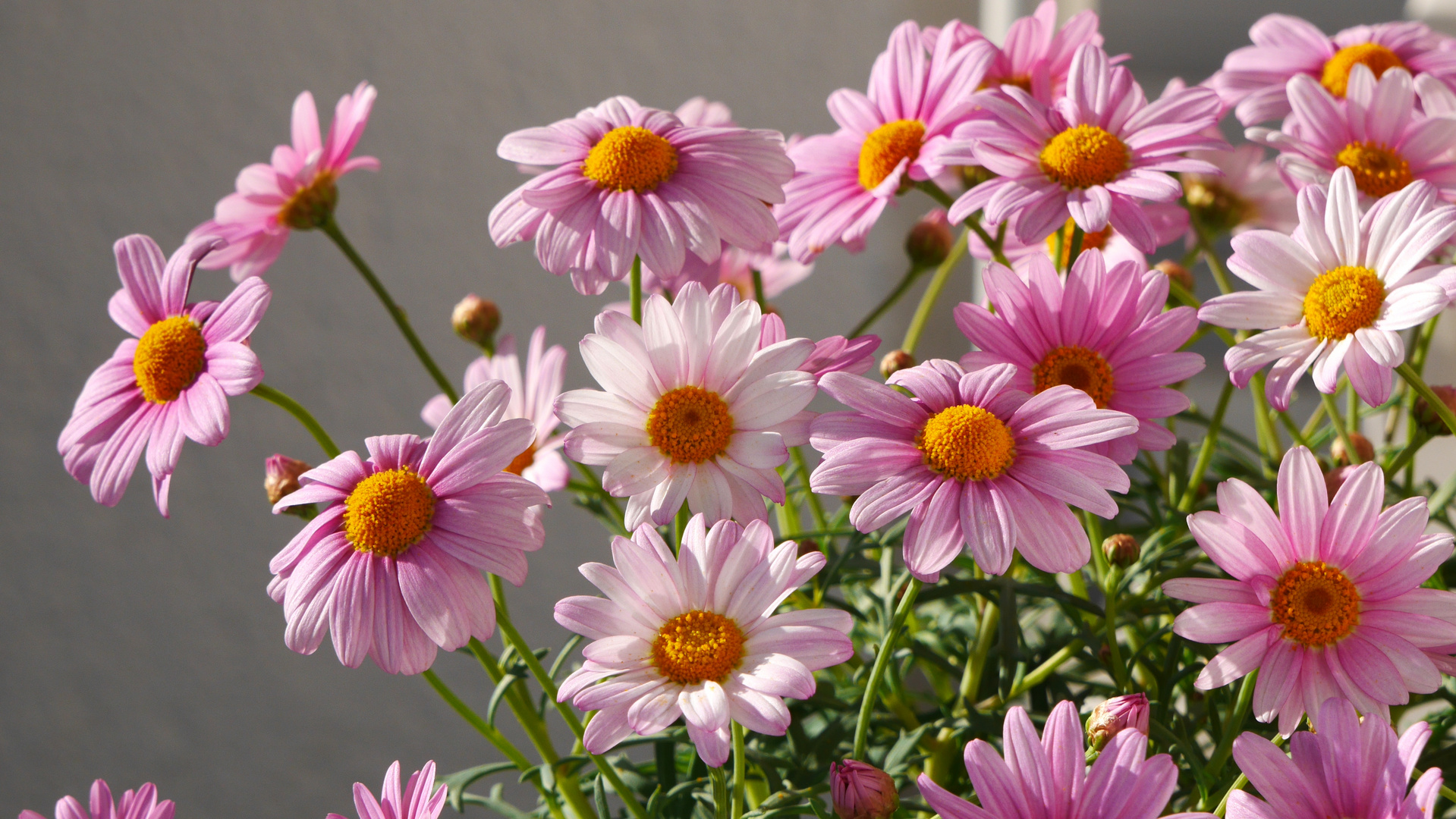 Argyranthemum