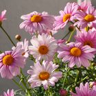 Argyranthemum