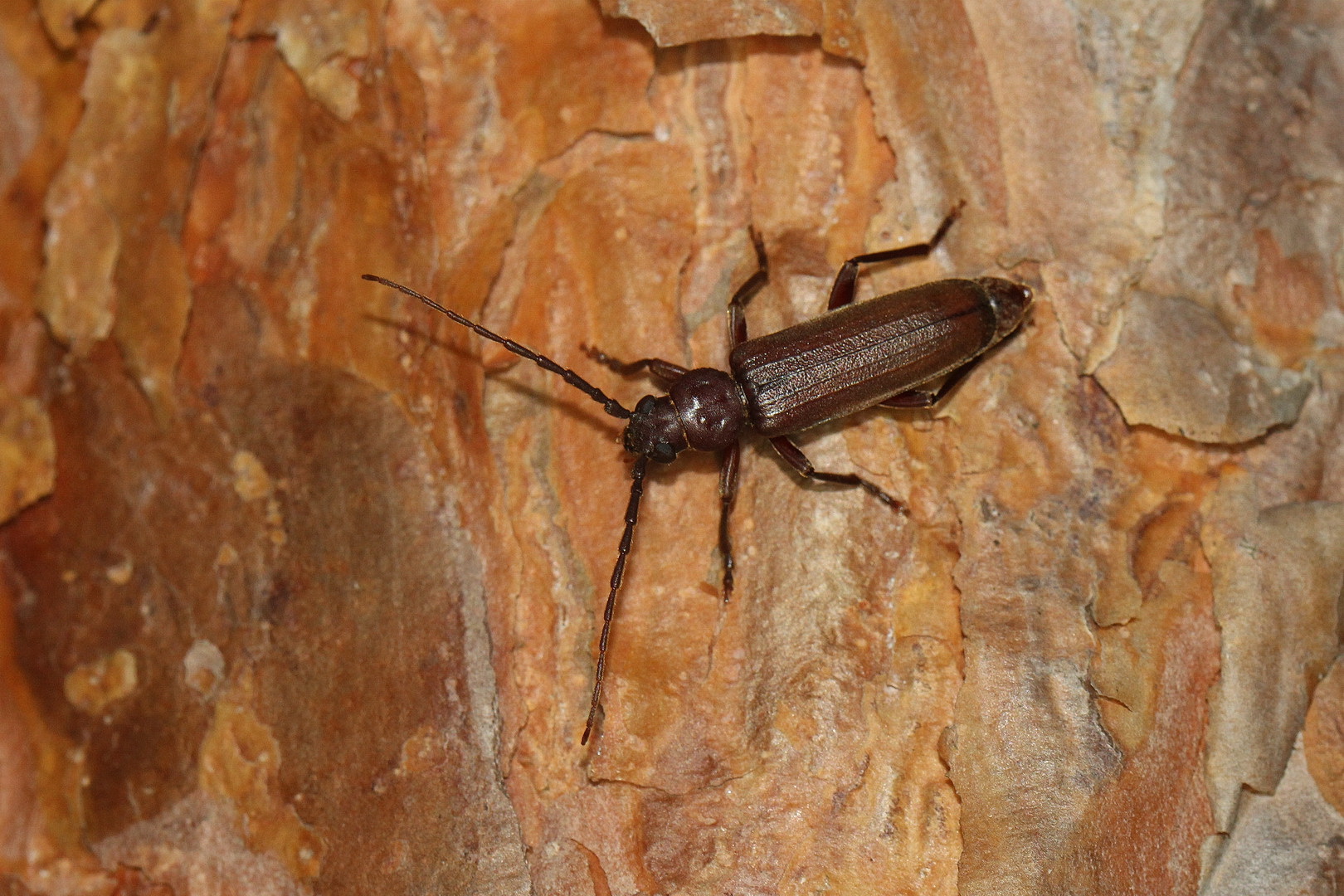 Arhopalus rusticus