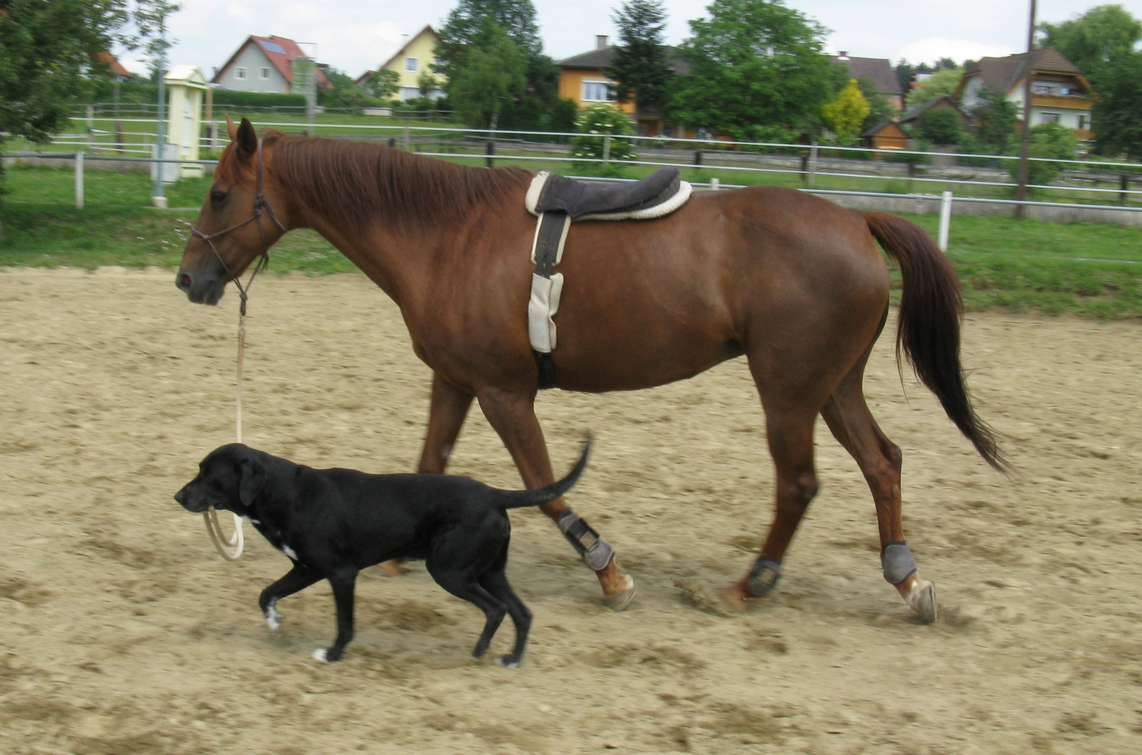 ari und virginia