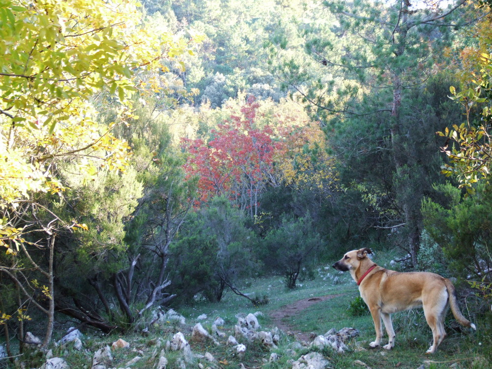 ARIA d'autunno