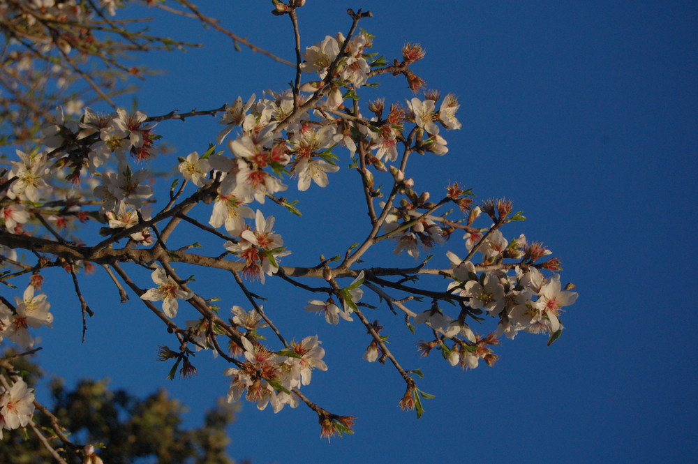 Aria di Primavera