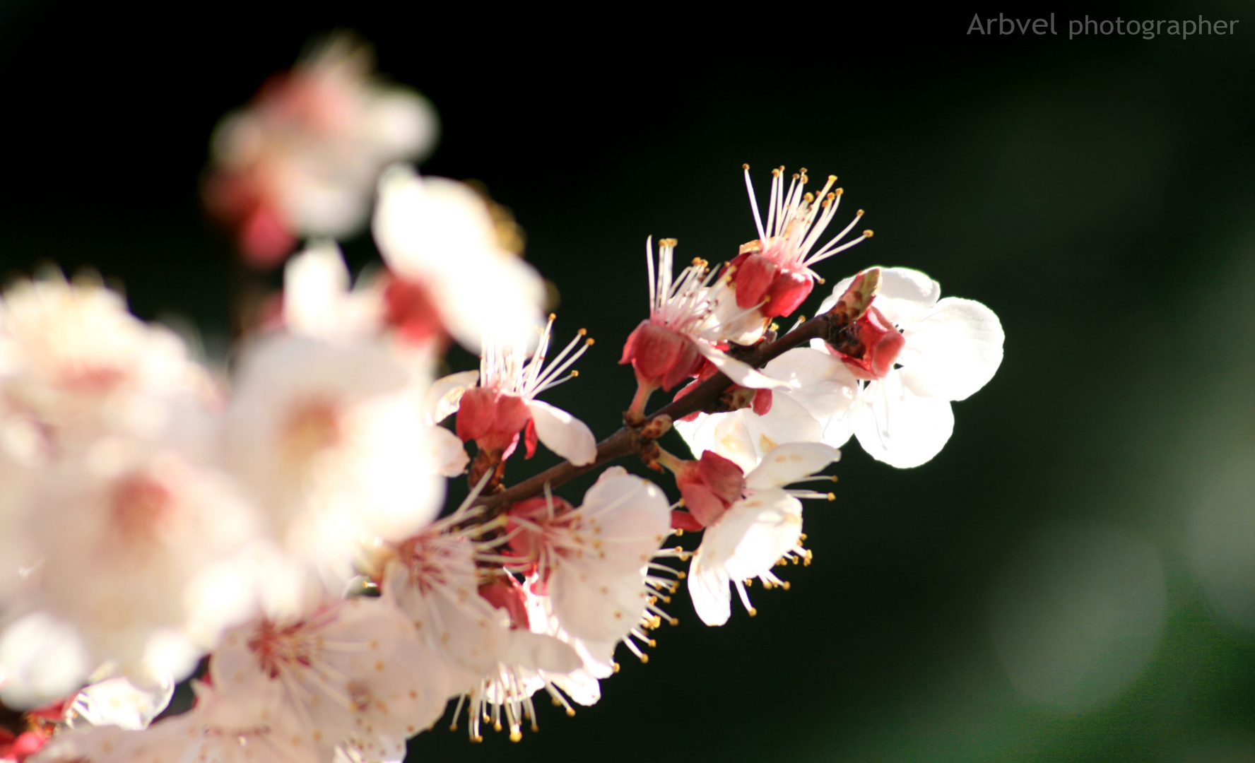 Aria di Primavera... - shot #01