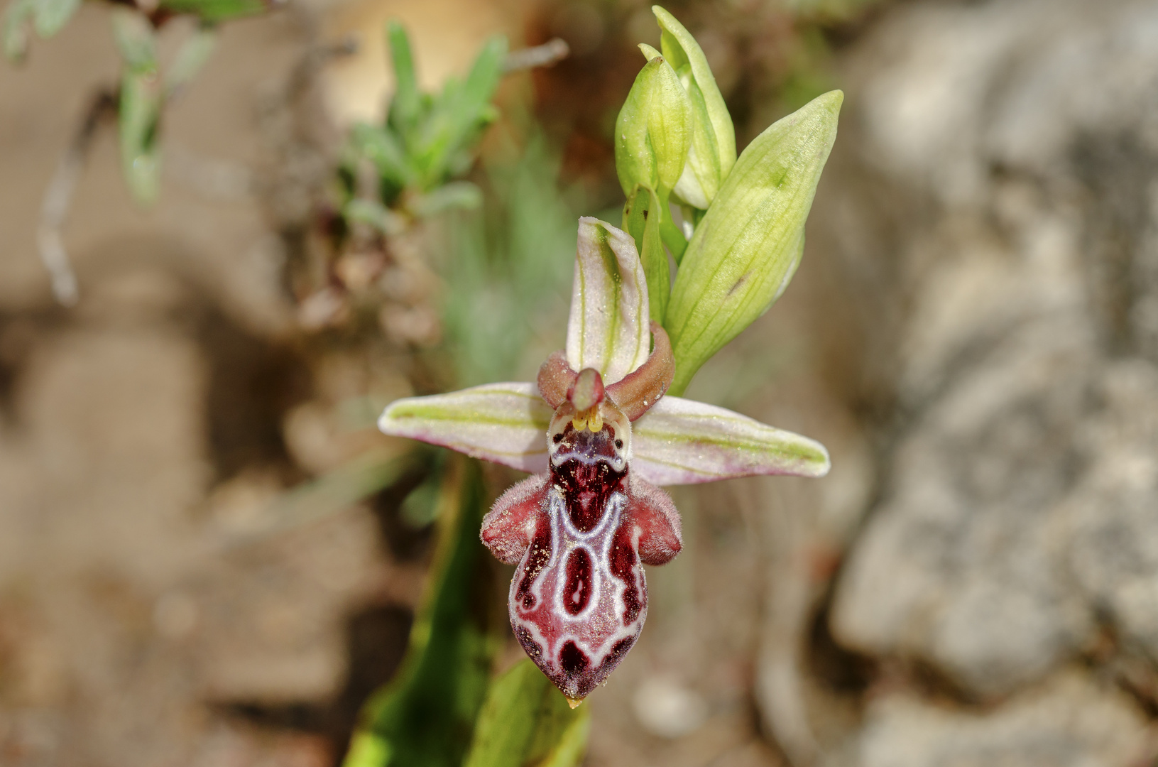 Ariadne Ragwurz (Ophrys ariadne)