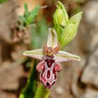 Ariadne Ragwurz (Ophrys ariadne)