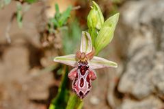 Ariadne Ragwurz (Ophrys ariadne)