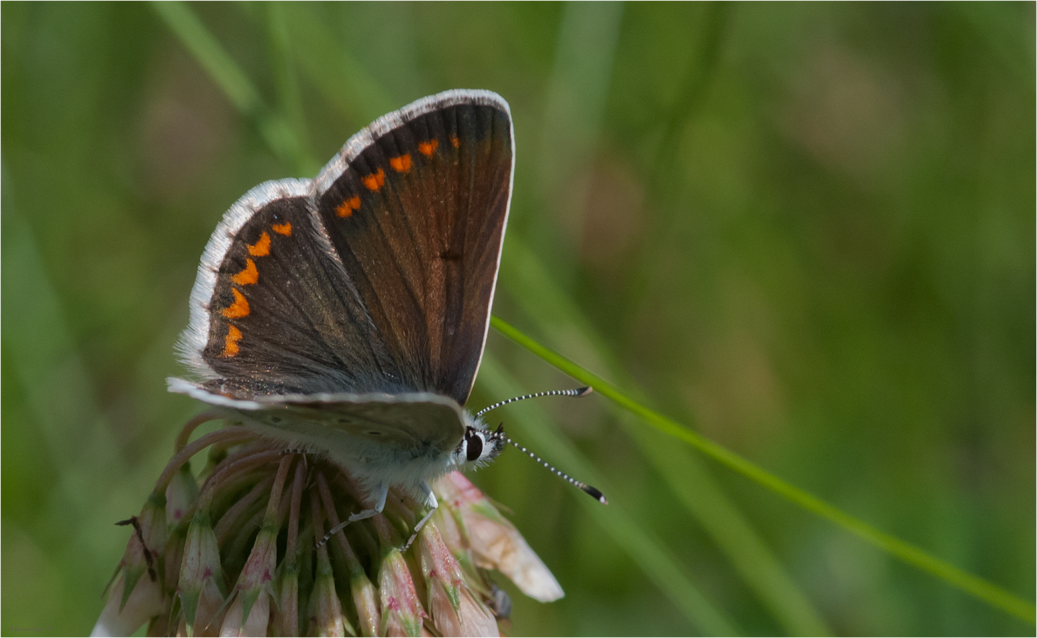 Aricia agestis  		