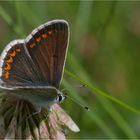 Aricia agestis  		