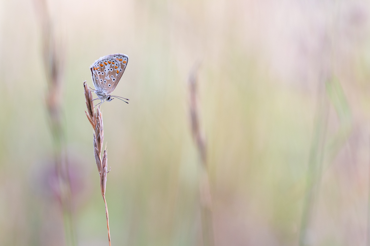 Aricia Agestis