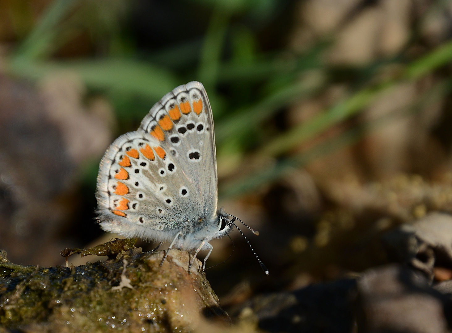 Aricia agestis