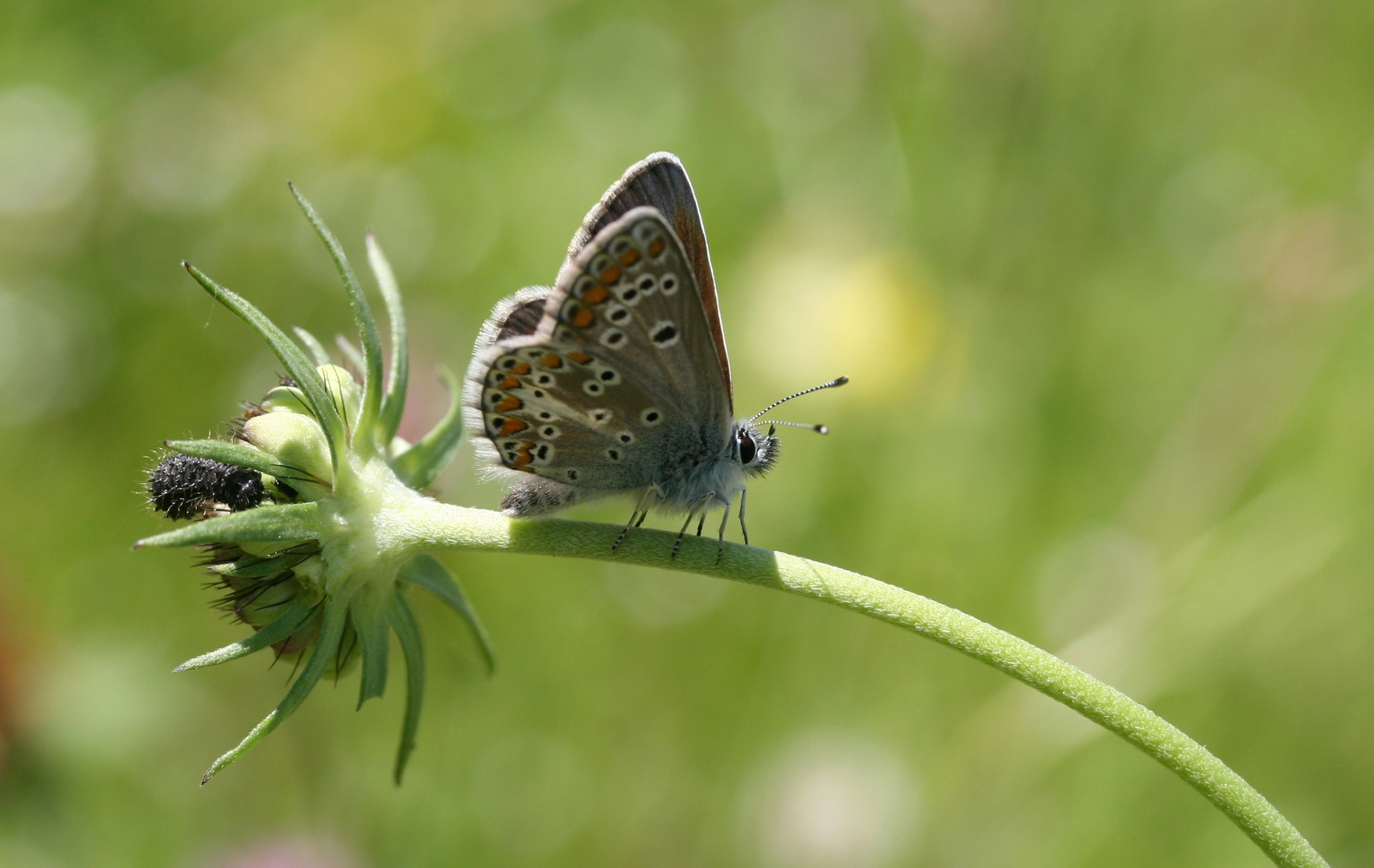 Aricia agestis