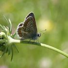 Aricia agestis