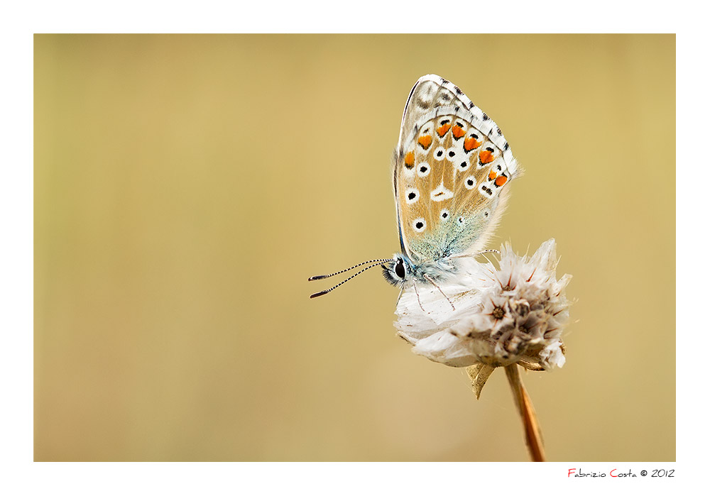 Aricia agestis