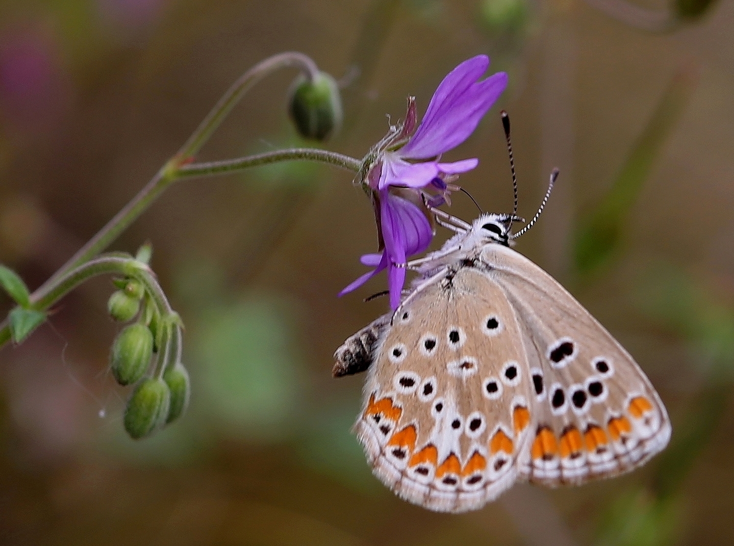 Aricia agestis Foto & Bild makro, natur, insekten Bilder auf