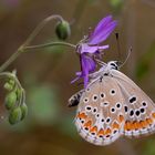 Aricia agestis