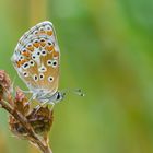 Aricia agestis