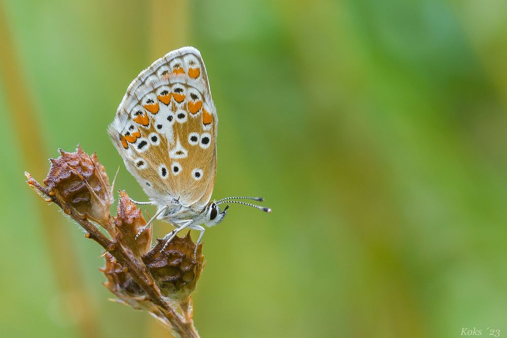 Aricia agestis