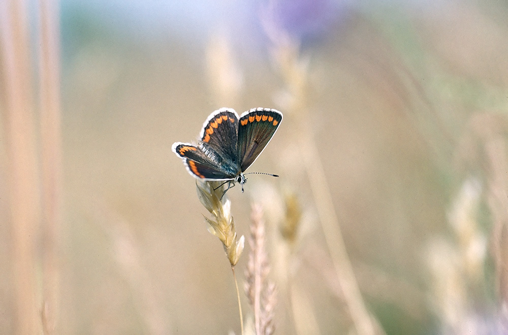 Aricia agestis