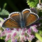 Aricia Agestis - Brown Argus - Sonnenröschenfalter?