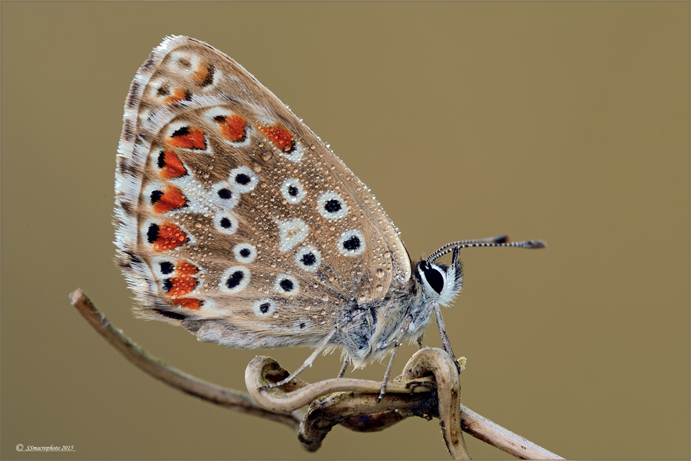 Aricia agestis