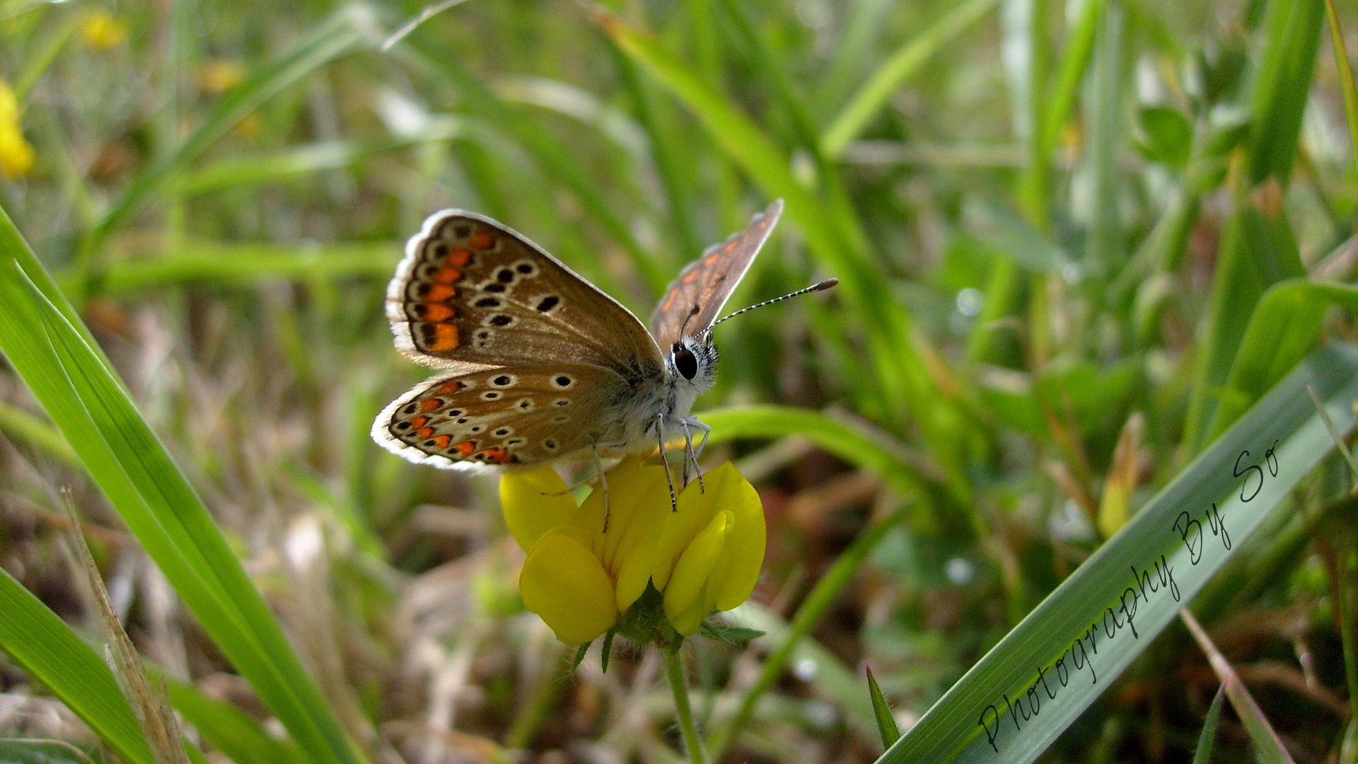 Aricia agestis