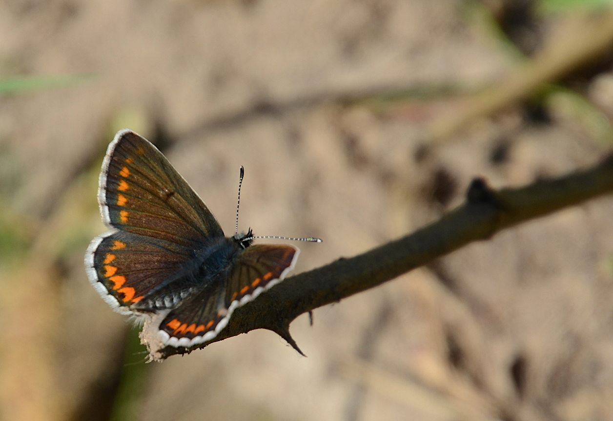 Aricia agestis