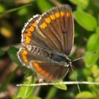 Aricia agestis- Dunkelbrauner Bläuling Oberseite  