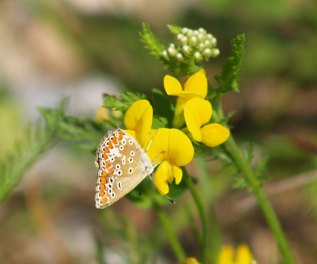 Aricia agestis- Dunkelbrauner Bläuling Unterseite