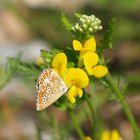 Aricia agestis- Dunkelbrauner Bläuling Unterseite