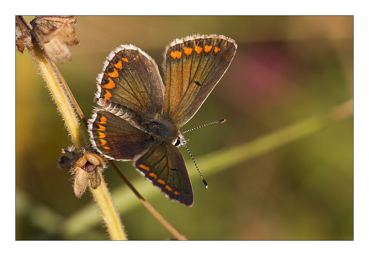 Aricia agestis