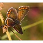 Aricia agestis