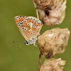 Aricia agestis/artaxerxes