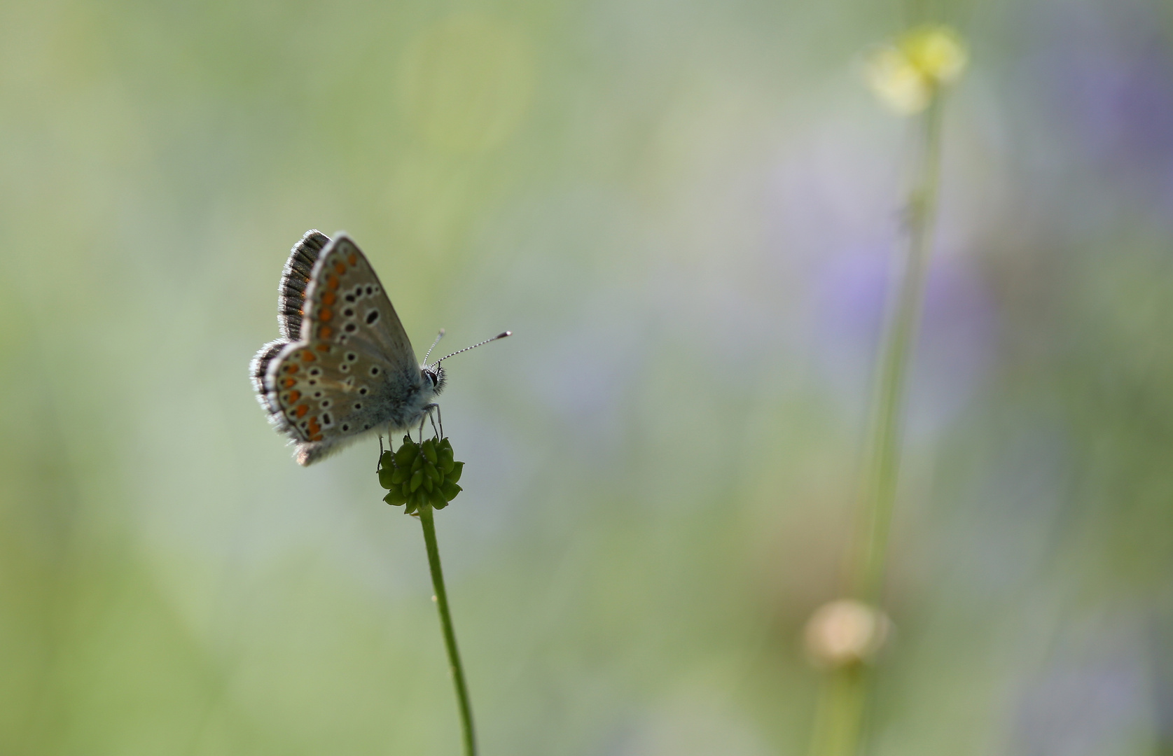 Aricia artaxerxes