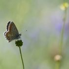 Aricia artaxerxes