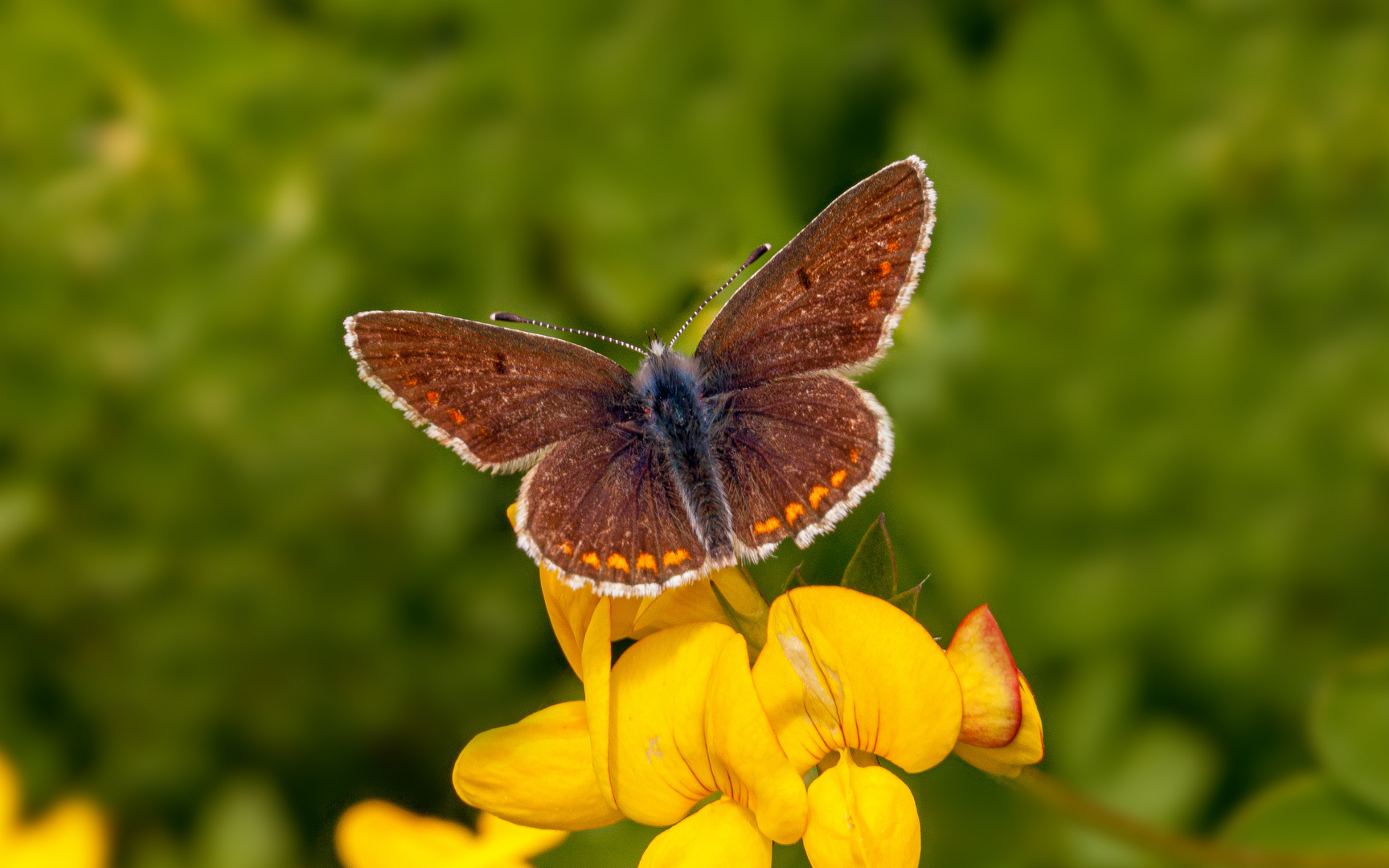 Aricia artaxerxes