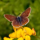 Aricia artaxerxes