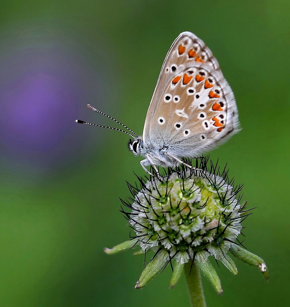 Aricia artaxerxes