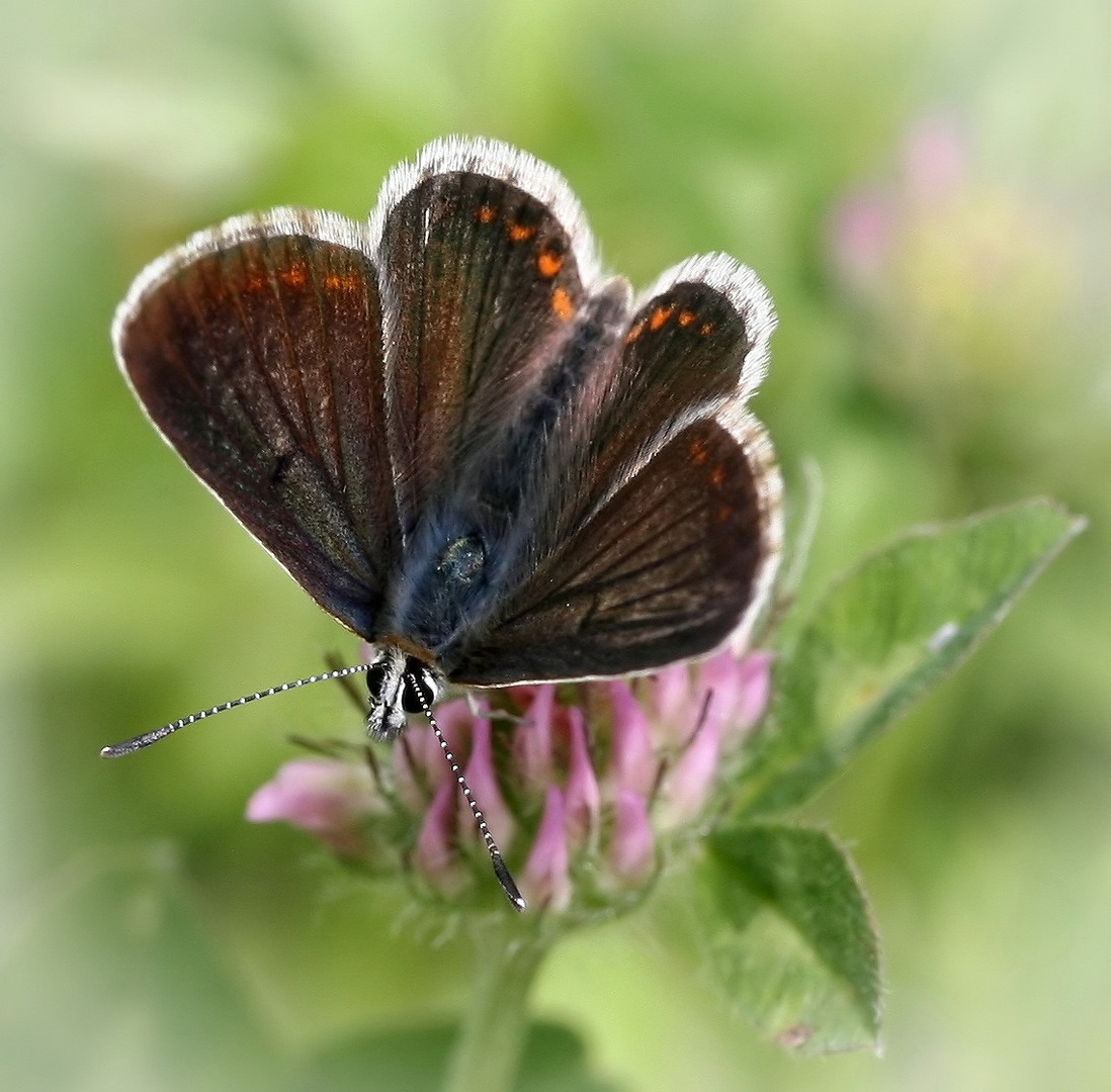 Aricia artaxerxes